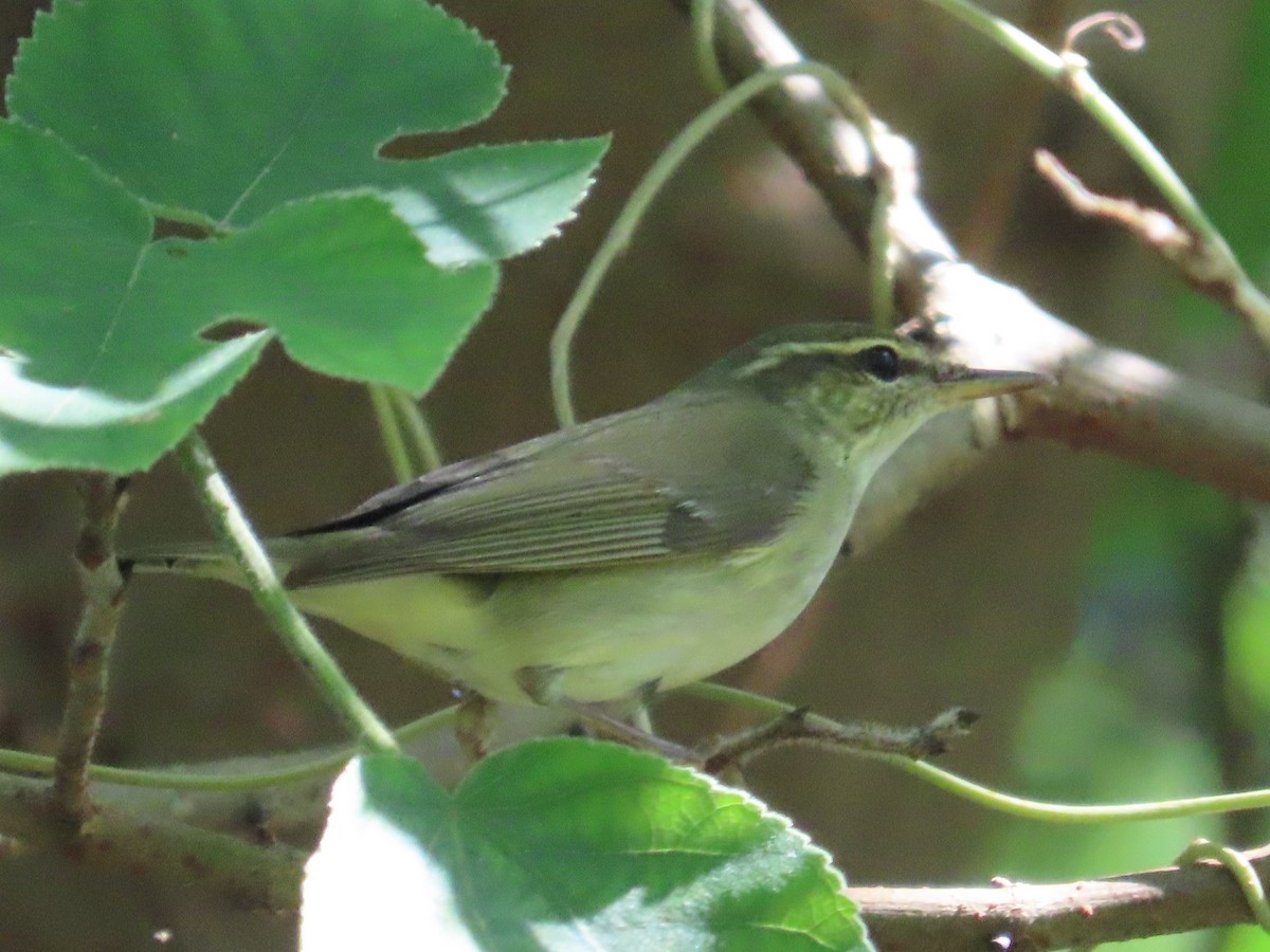 lappsanger - ML645597502