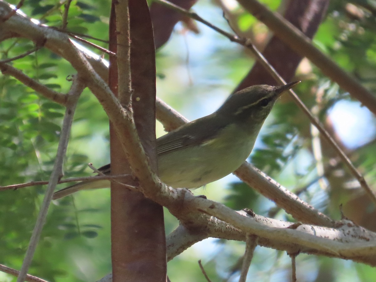 lappsanger - ML645597503