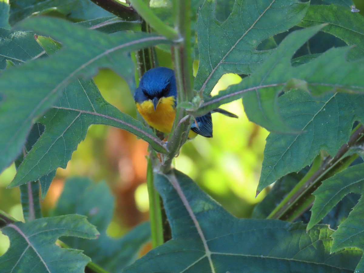 ildparula - ML645597507