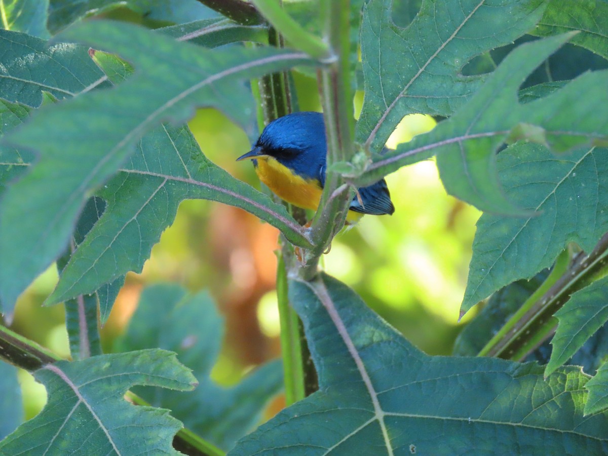 ildparula - ML645597508