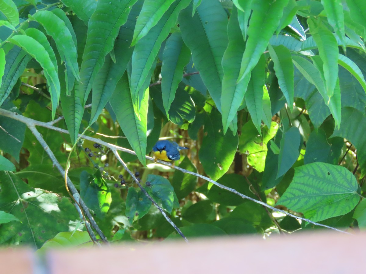 ildparula - ML645597509