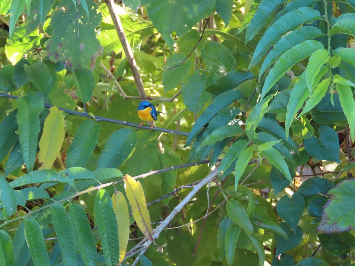 ildparula - ML645597510