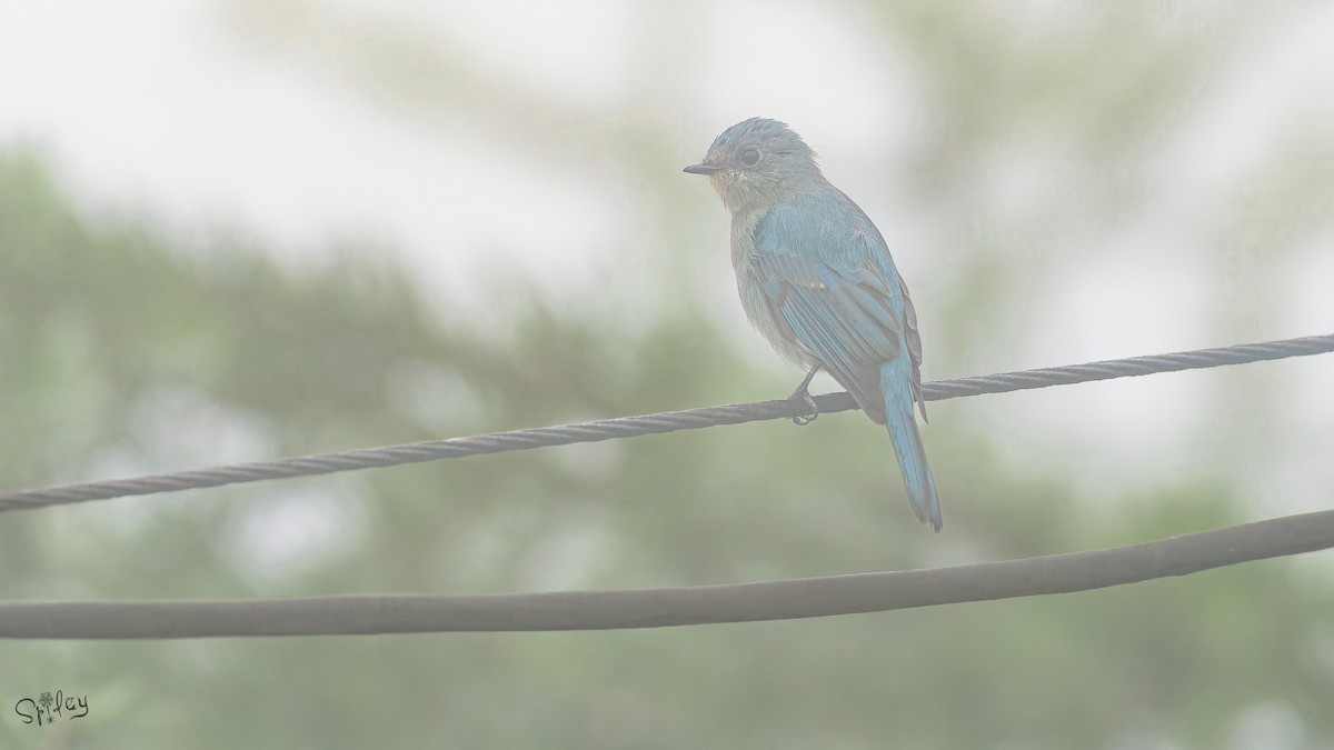 talassinfluesnapper - ML645597511