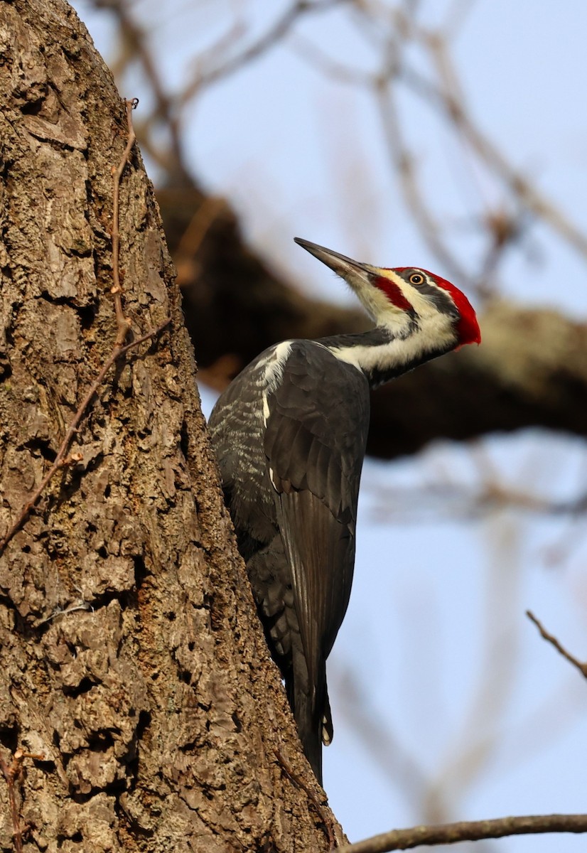 hvitbrynsvartspett - ML645597513