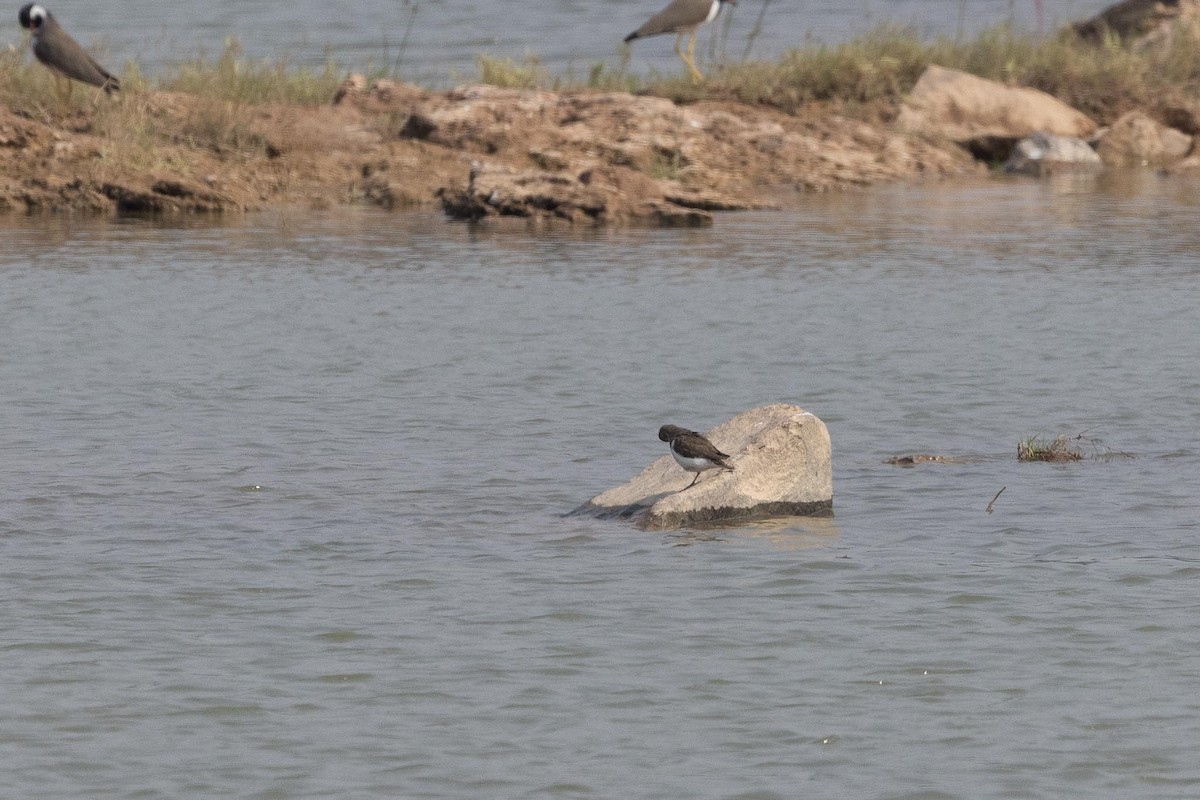 strandsnipe - ML645597516