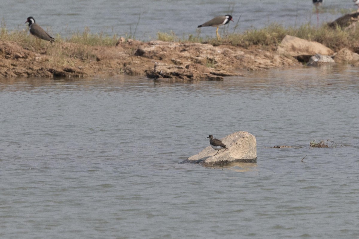 strandsnipe - ML645597517