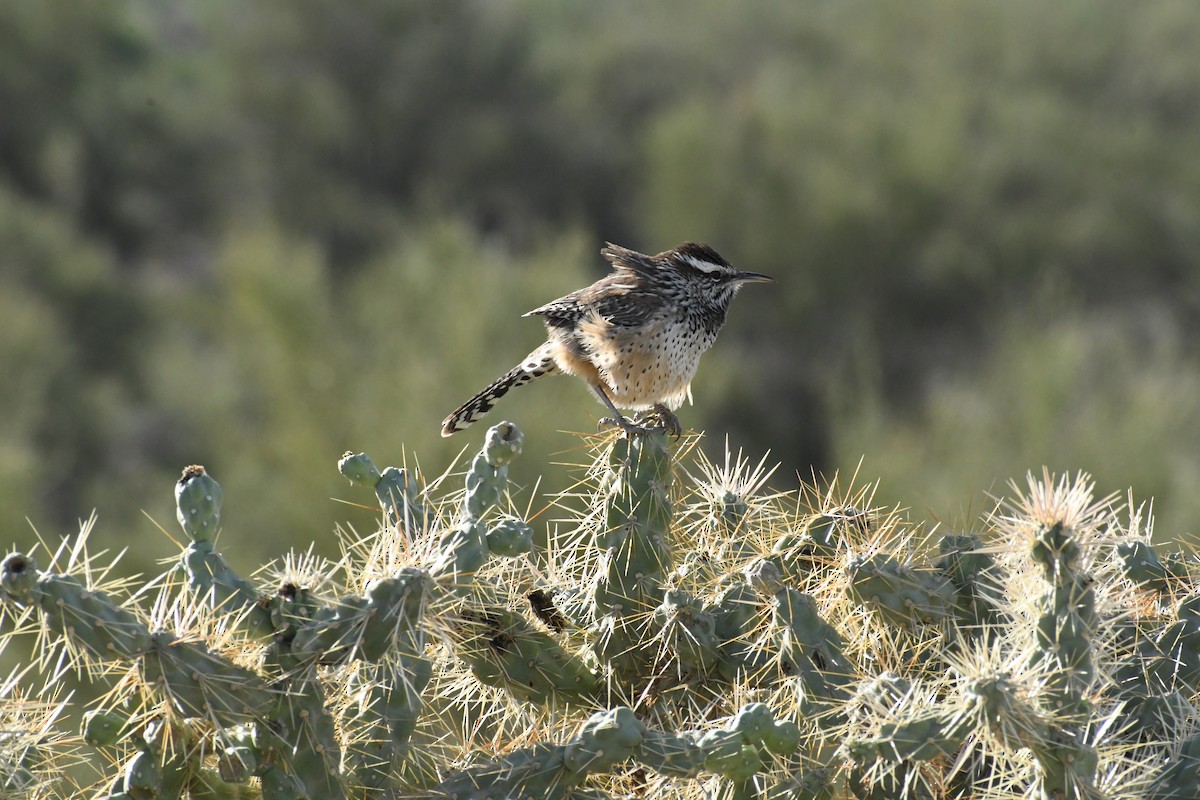 kaktussmett - ML645597518