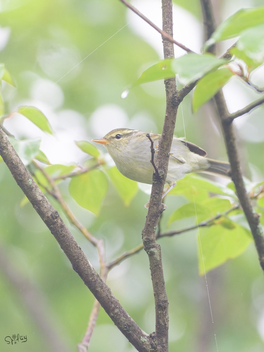 emeisanger - ML645597526