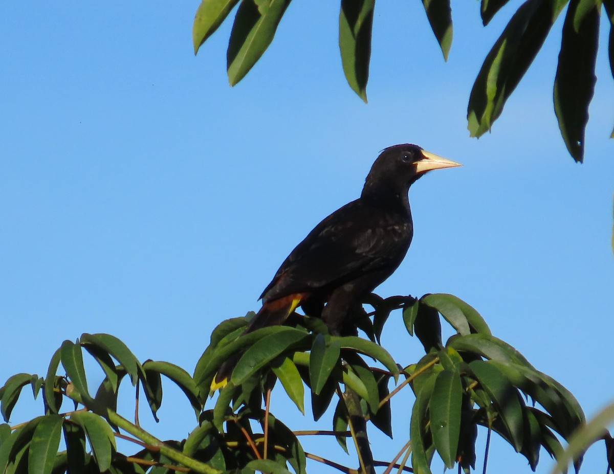 soldatoropendola - ML645597528