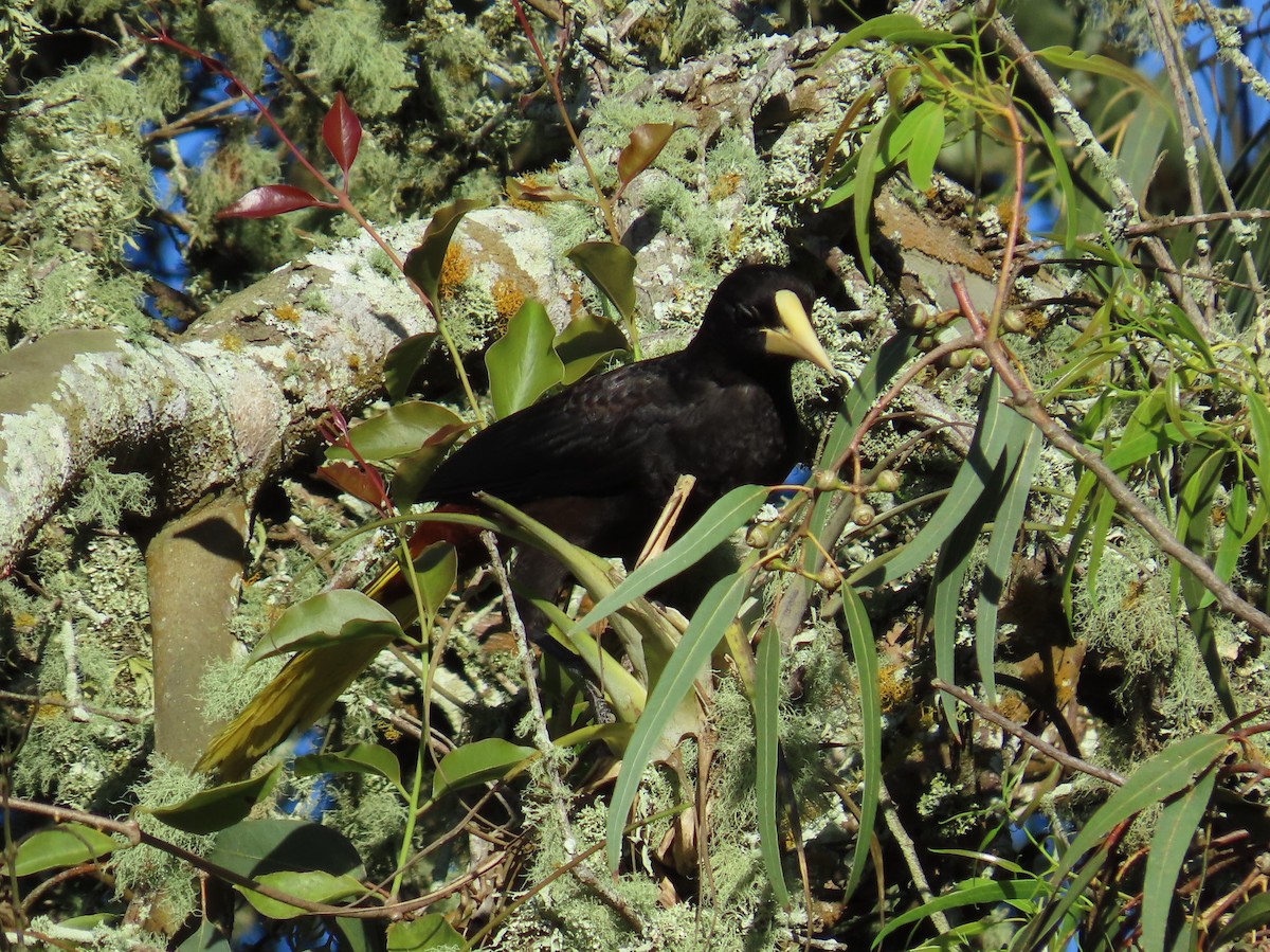 soldatoropendola - ML645597529