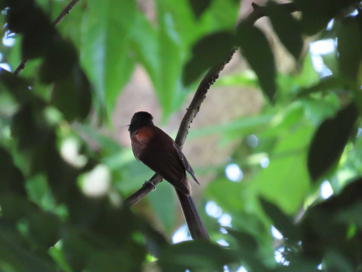 japanparadismonark - ML645597531