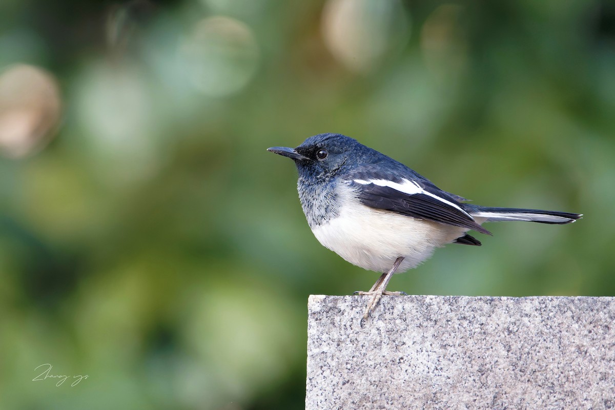 Oriental Magpie-Robin - ML645597532