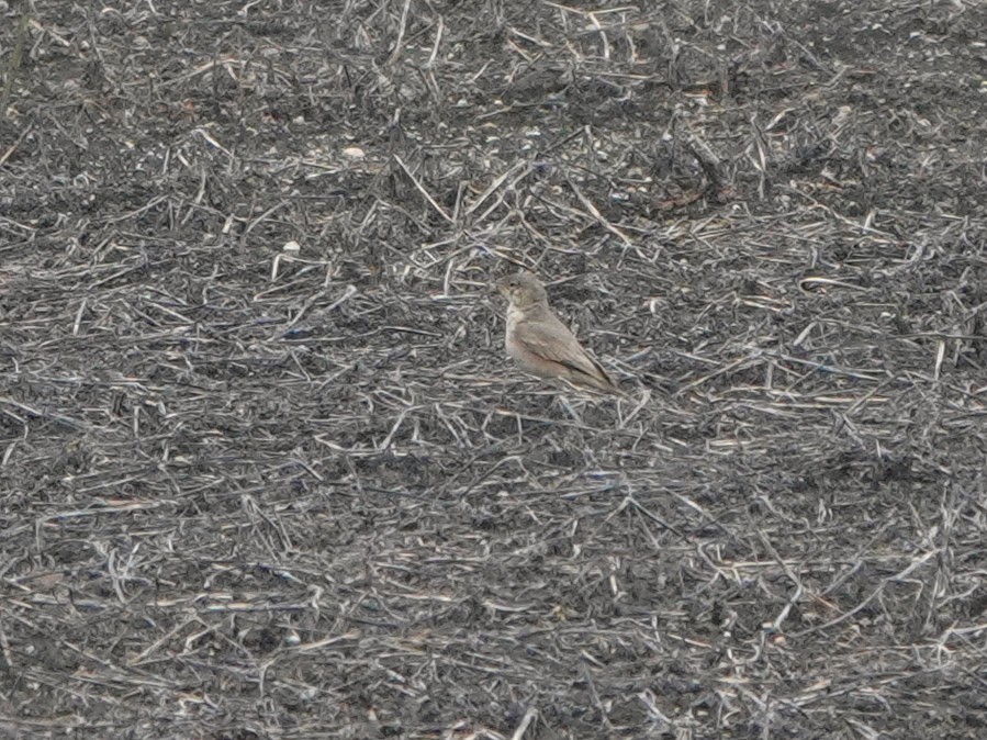 gråtunnelfugl - ML645597533