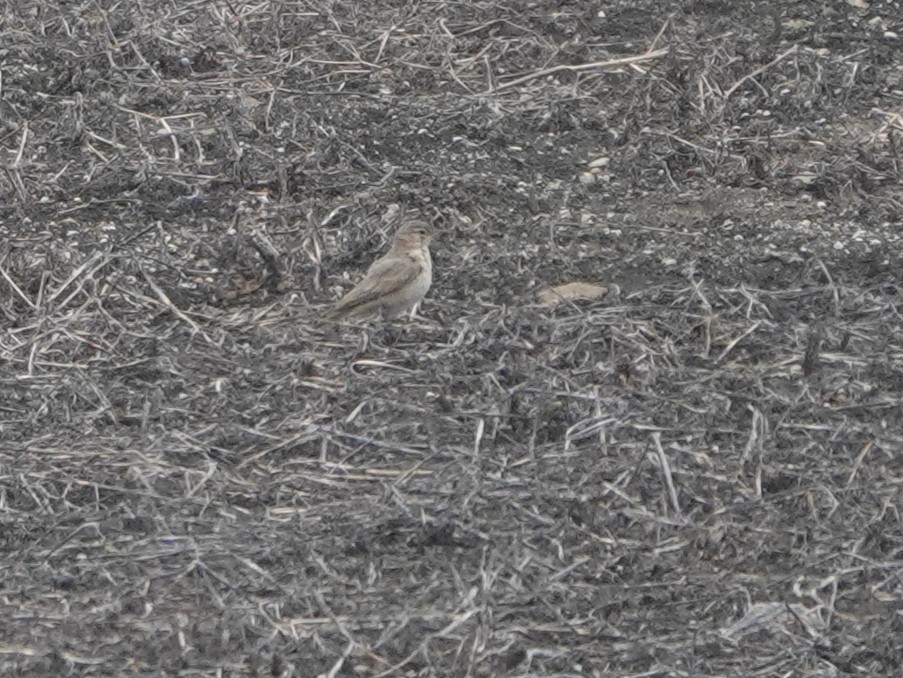 gråtunnelfugl - ML645597534