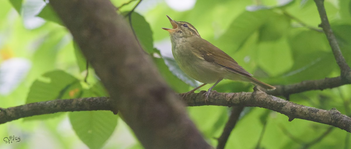 bekkesanger - ML645597535