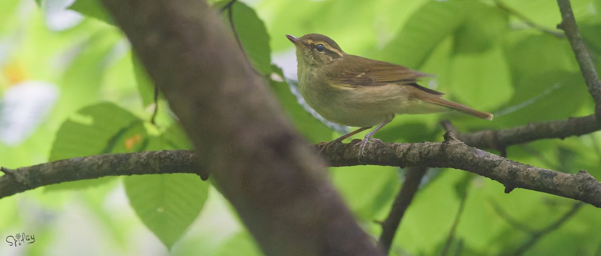 bekkesanger - ML645597536