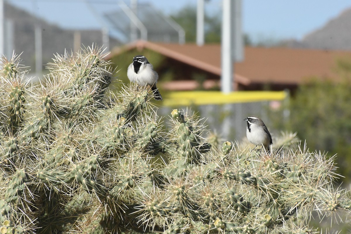 Black-throated Sparrow - ML645597539