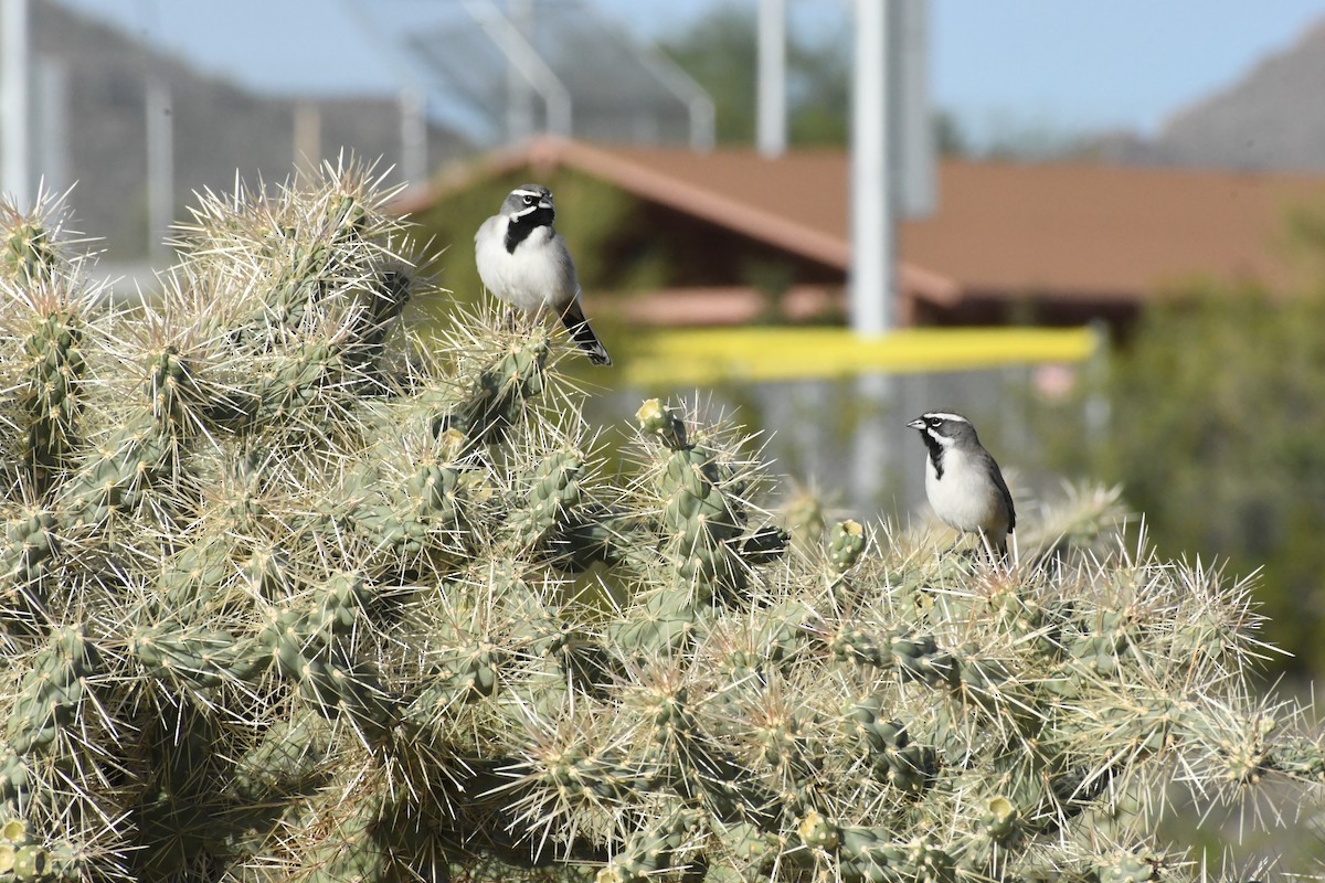 Black-throated Sparrow - ML645597540