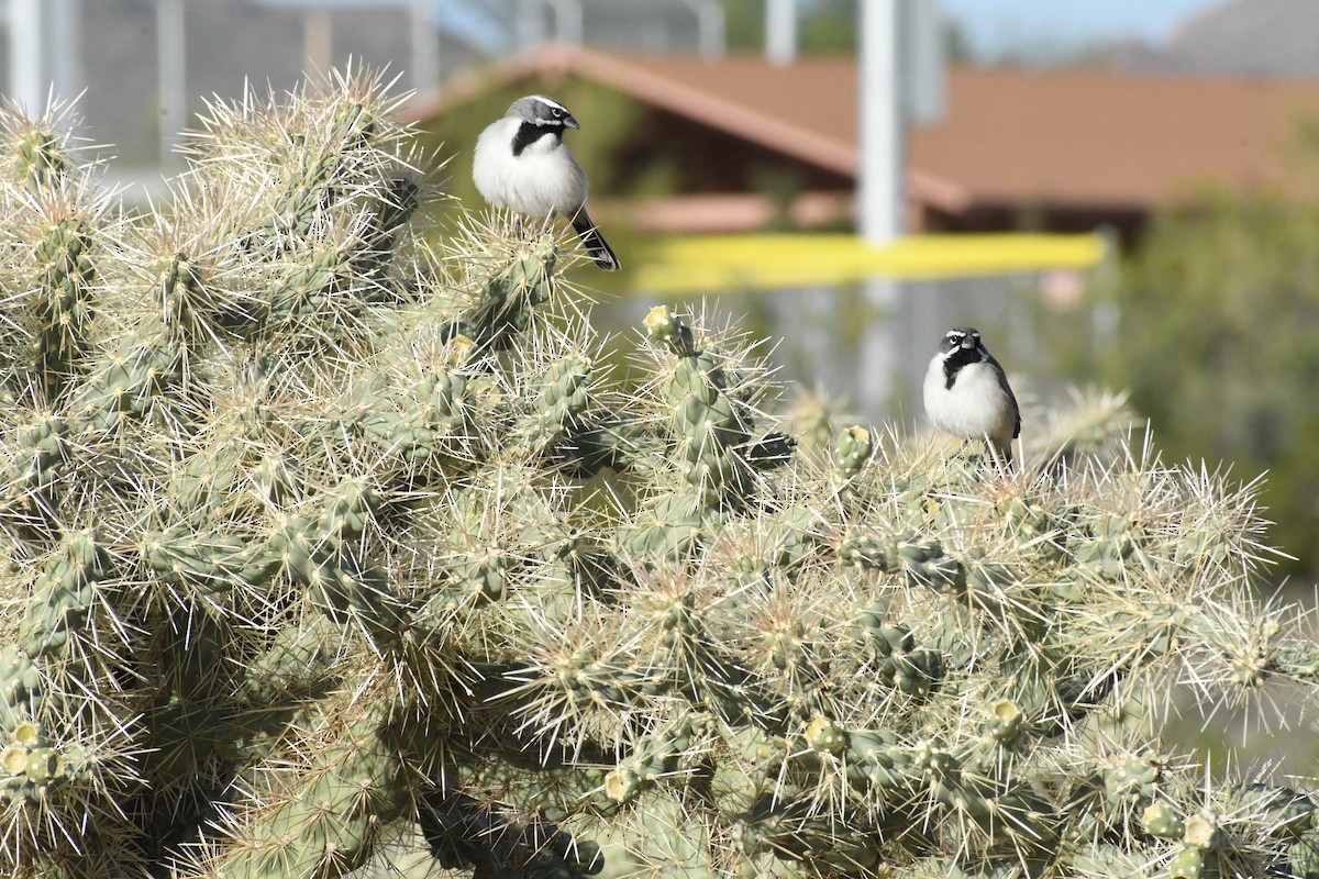 Black-throated Sparrow - ML645597541