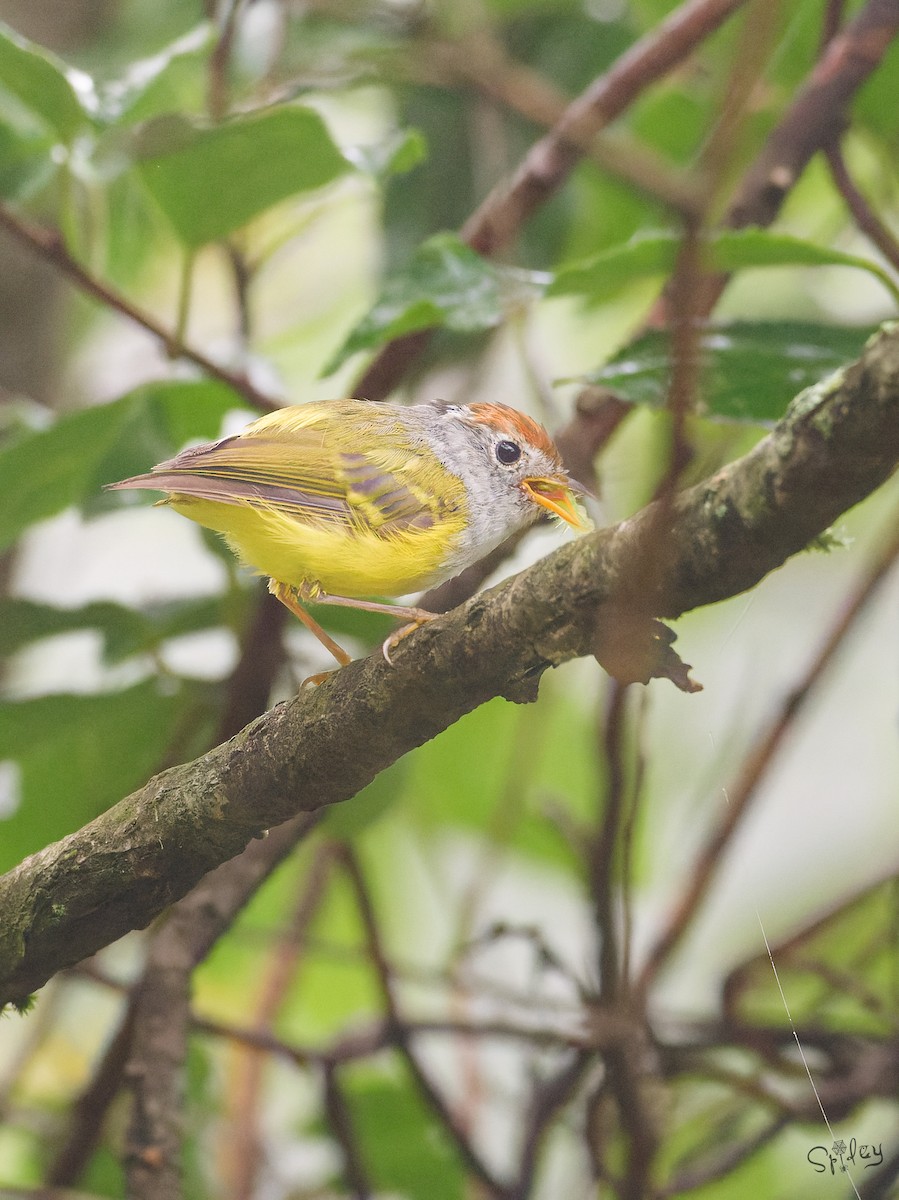 Chestnut-crowned Warbler - ML645597544