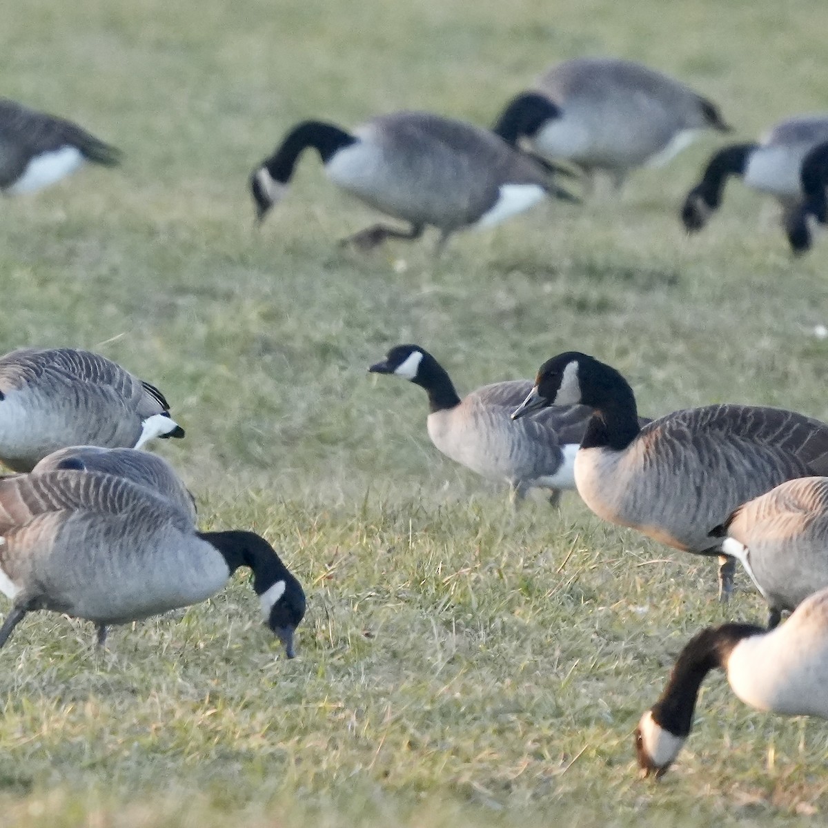 小加拿大雁 - ML645597545