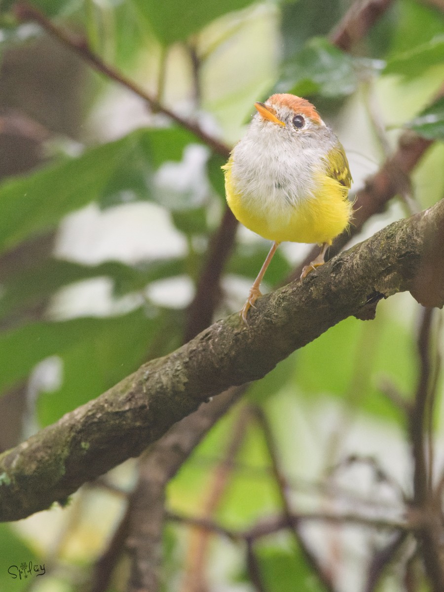 Chestnut-crowned Warbler - ML645597547
