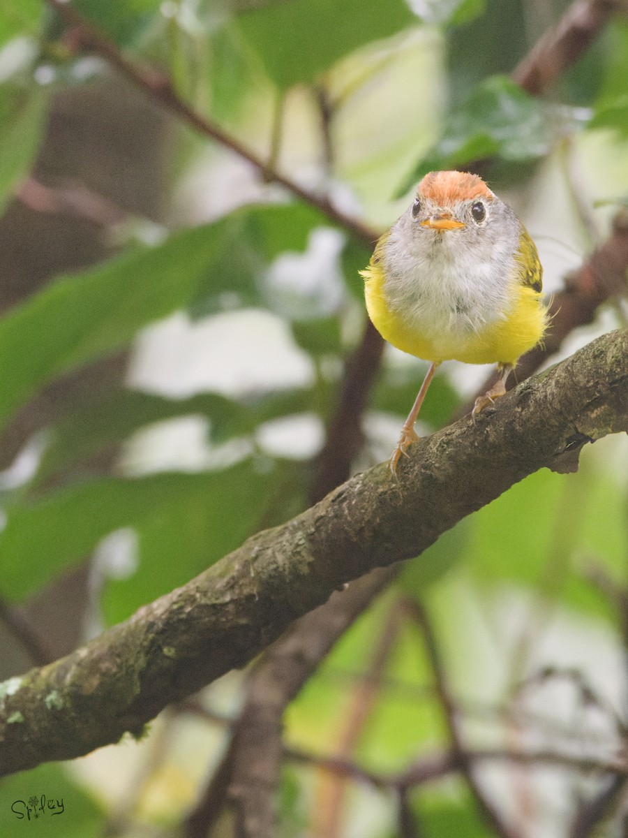 Chestnut-crowned Warbler - ML645597549