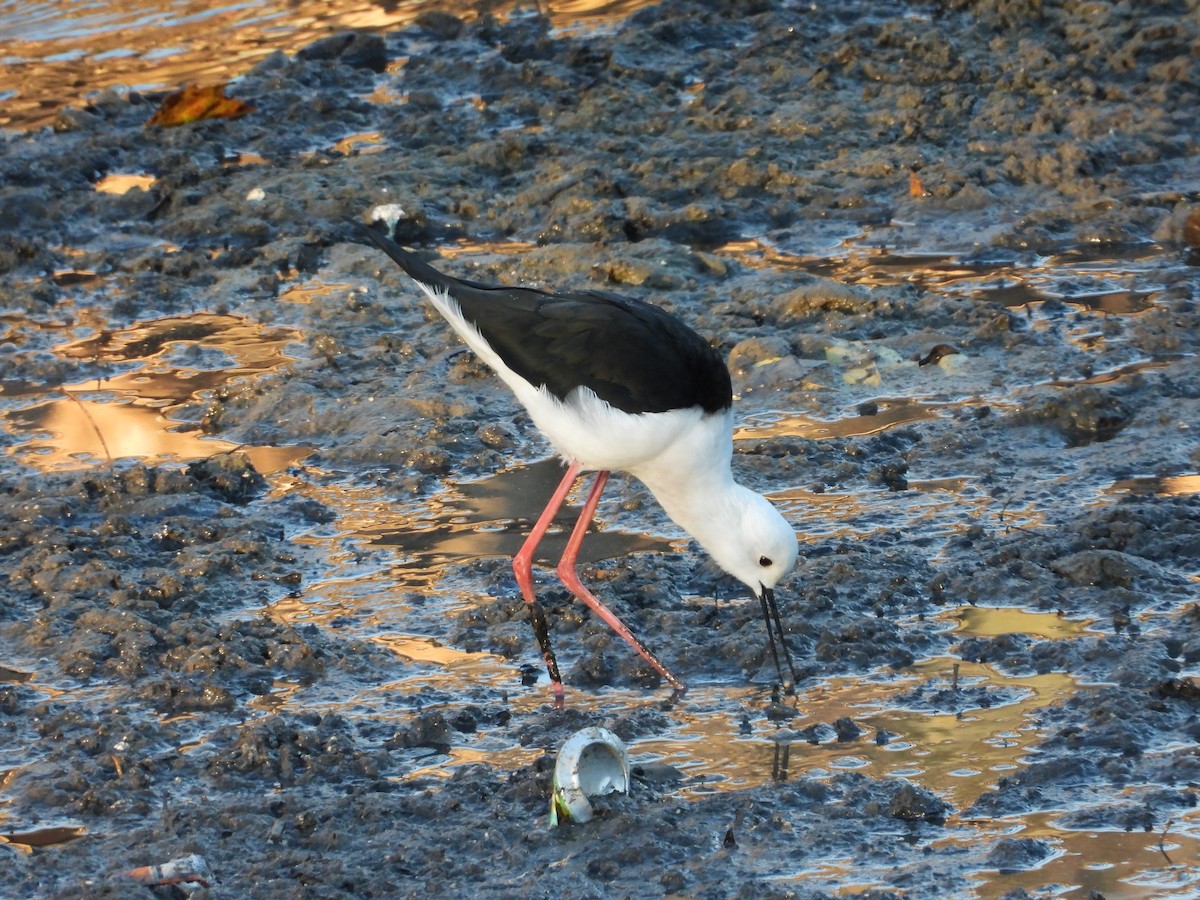 Zankaluze eurasiarra - ML645597551