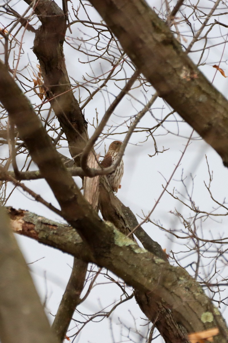 Cooper's Hawk - ML645597552