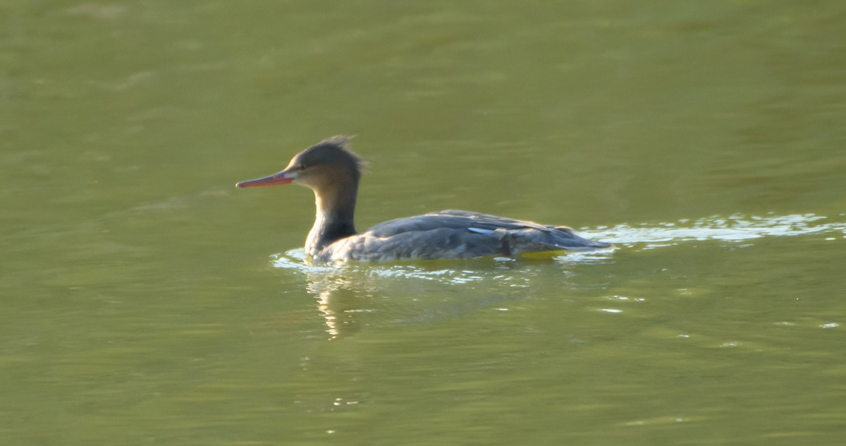 Red-breasted Merganser - ML645597554