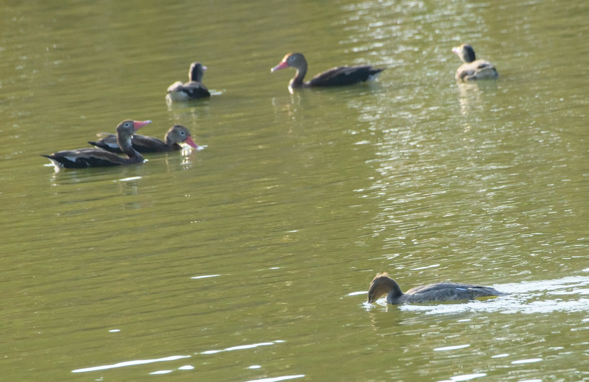Red-breasted Merganser - ML645597555