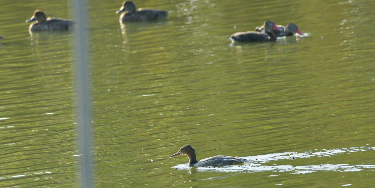 Red-breasted Merganser - ML645597556