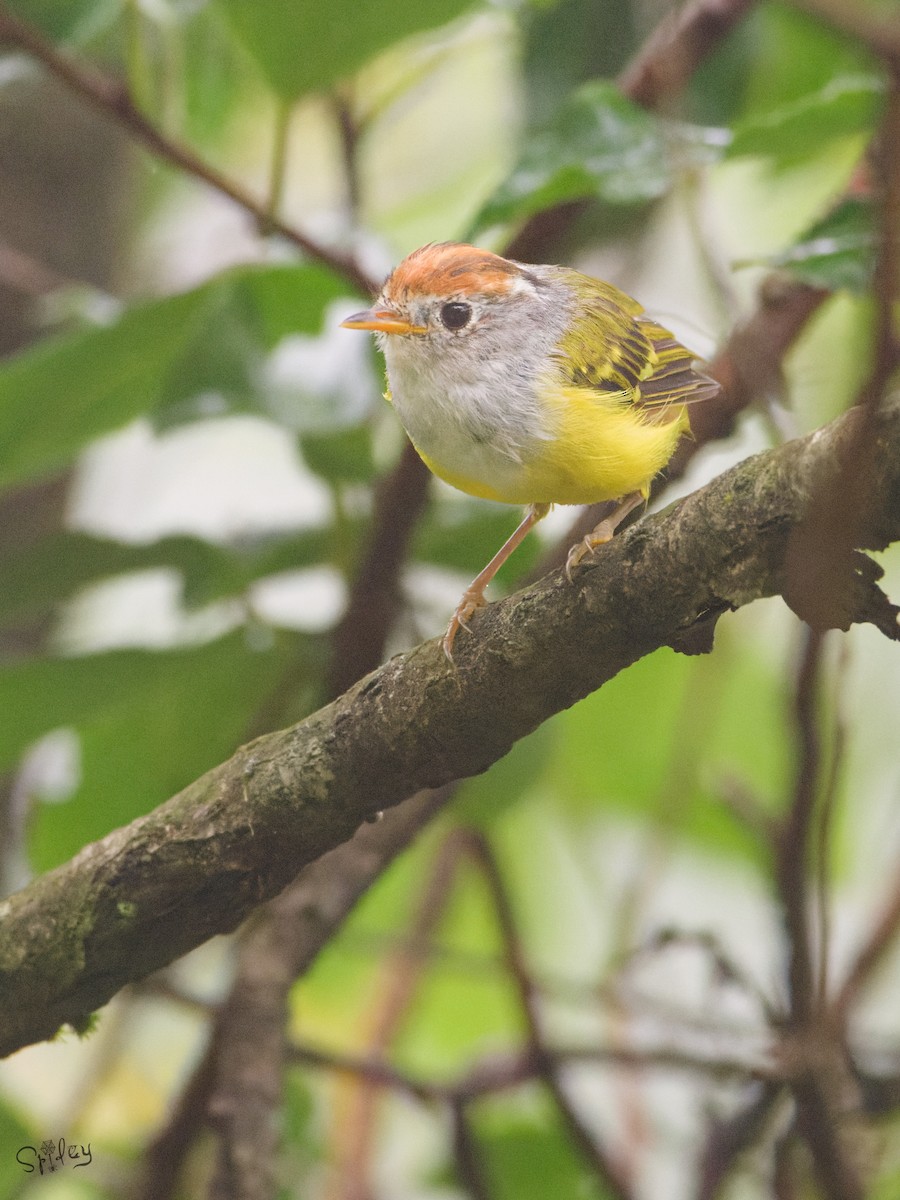Chestnut-crowned Warbler - ML645597557