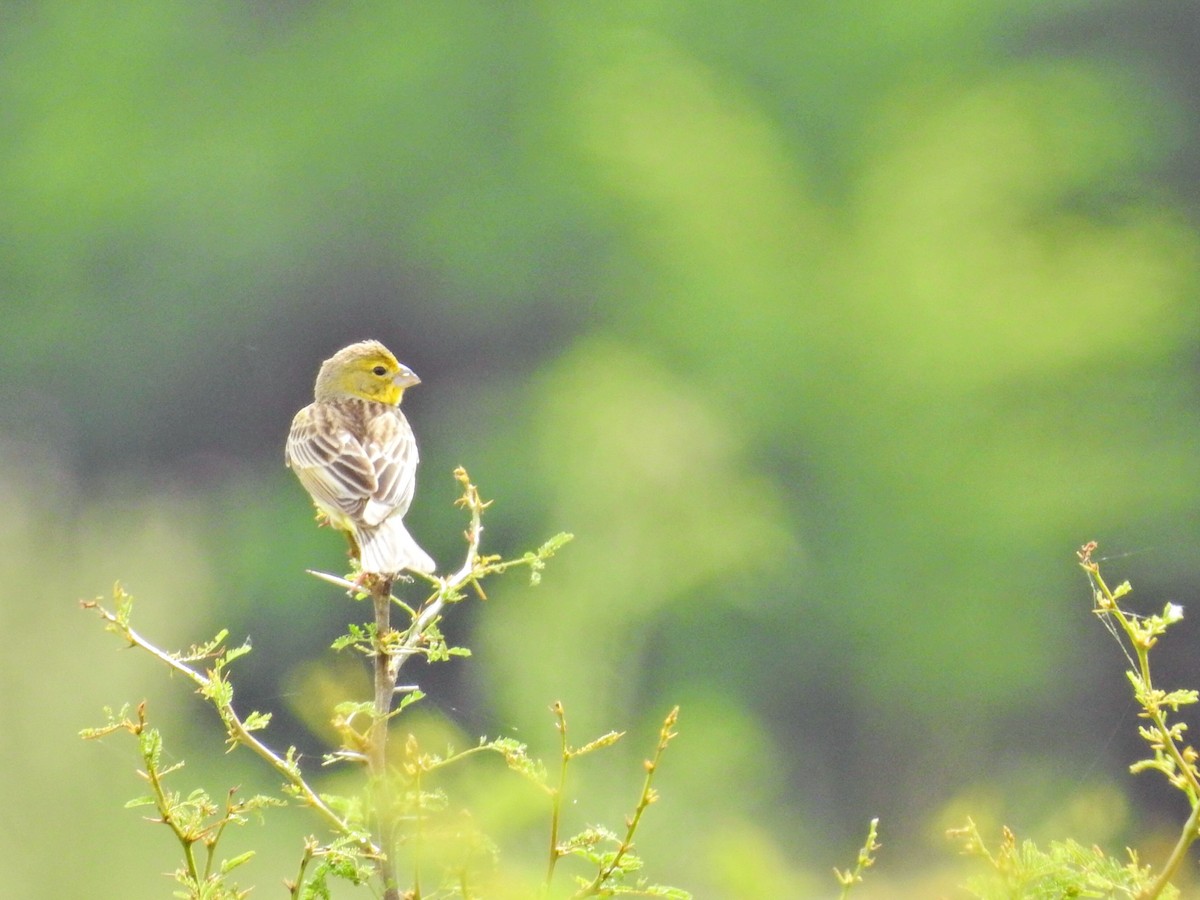 Grassland Yellow-Finch - ML645597568