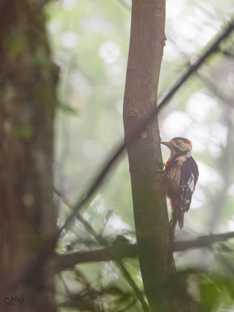 Necklaced Woodpecker - ML645597579
