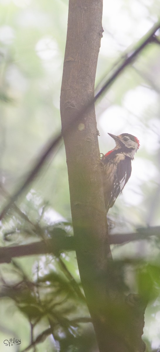 Necklaced Woodpecker - ML645597582