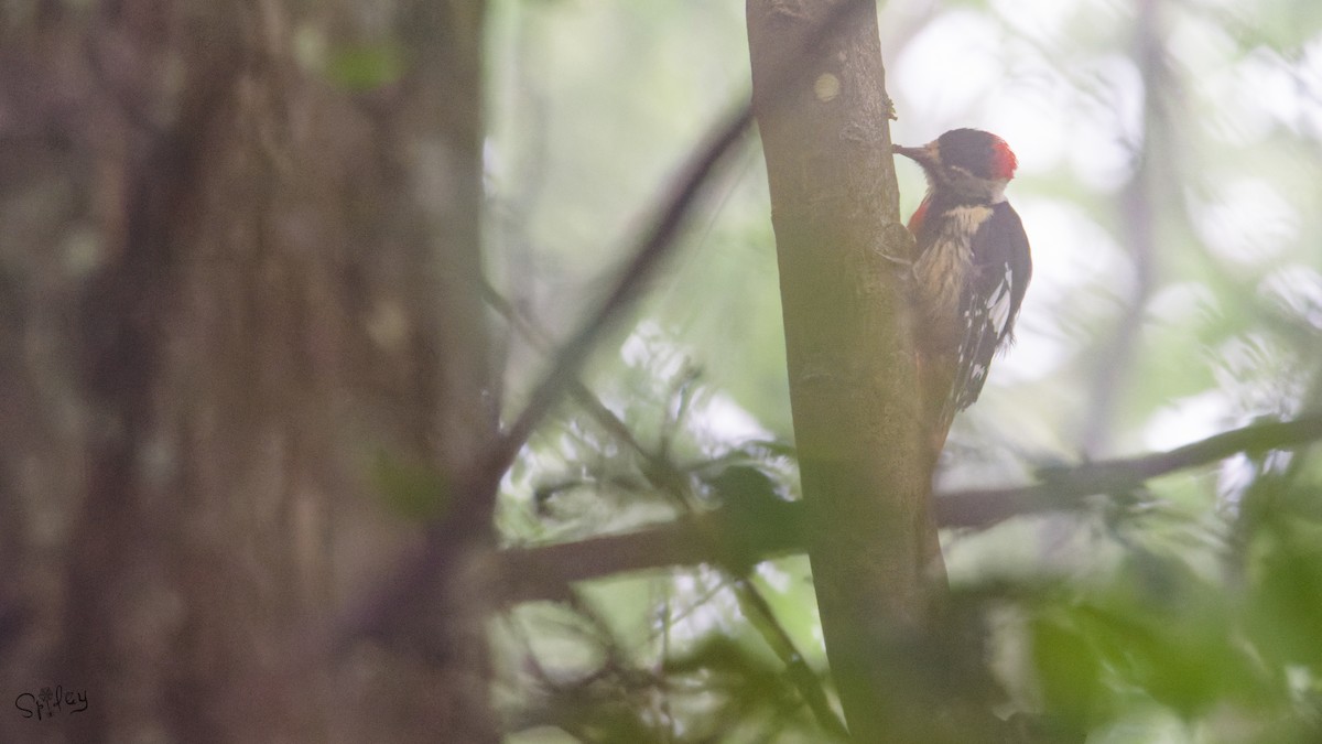 Necklaced Woodpecker - ML645597584