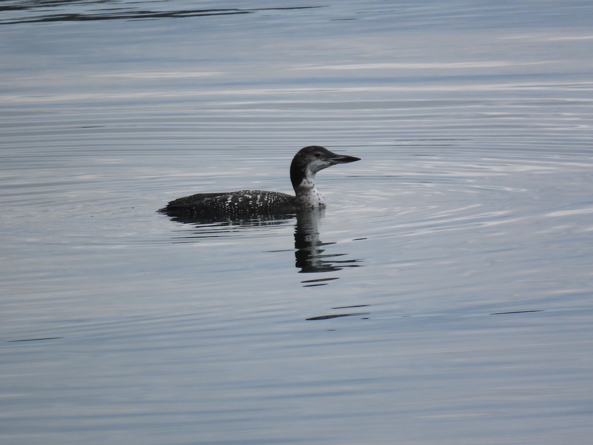 Strolaga maggiore - ML645597606