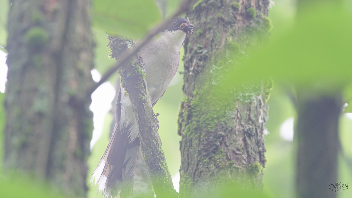 Black-headed Sibia - ML645597607