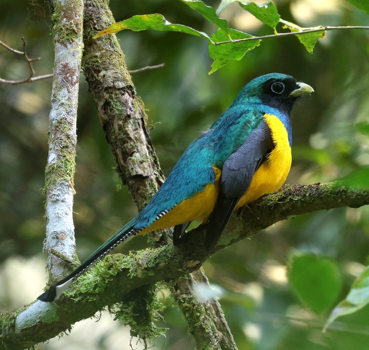 Atlantic Black-throated Trogon (Southern) - ML645597612