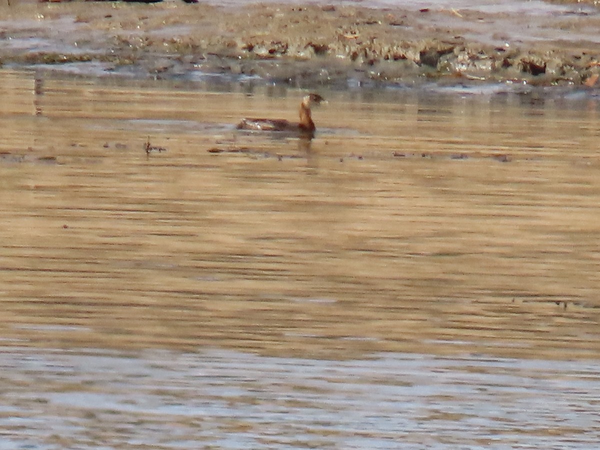Horned Grebe - ML645597617