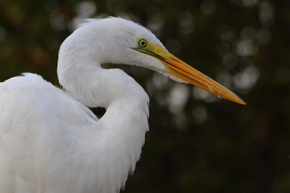 volavka bílá - ML645597630