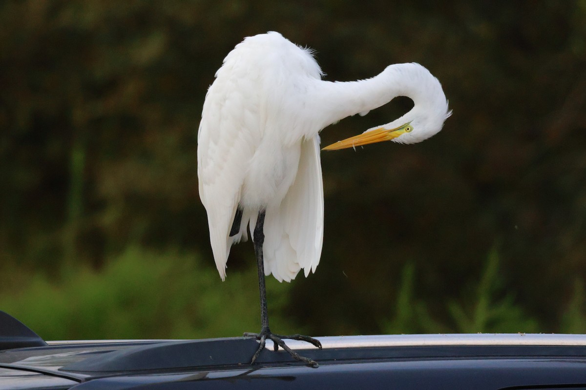 volavka bílá - ML645597631