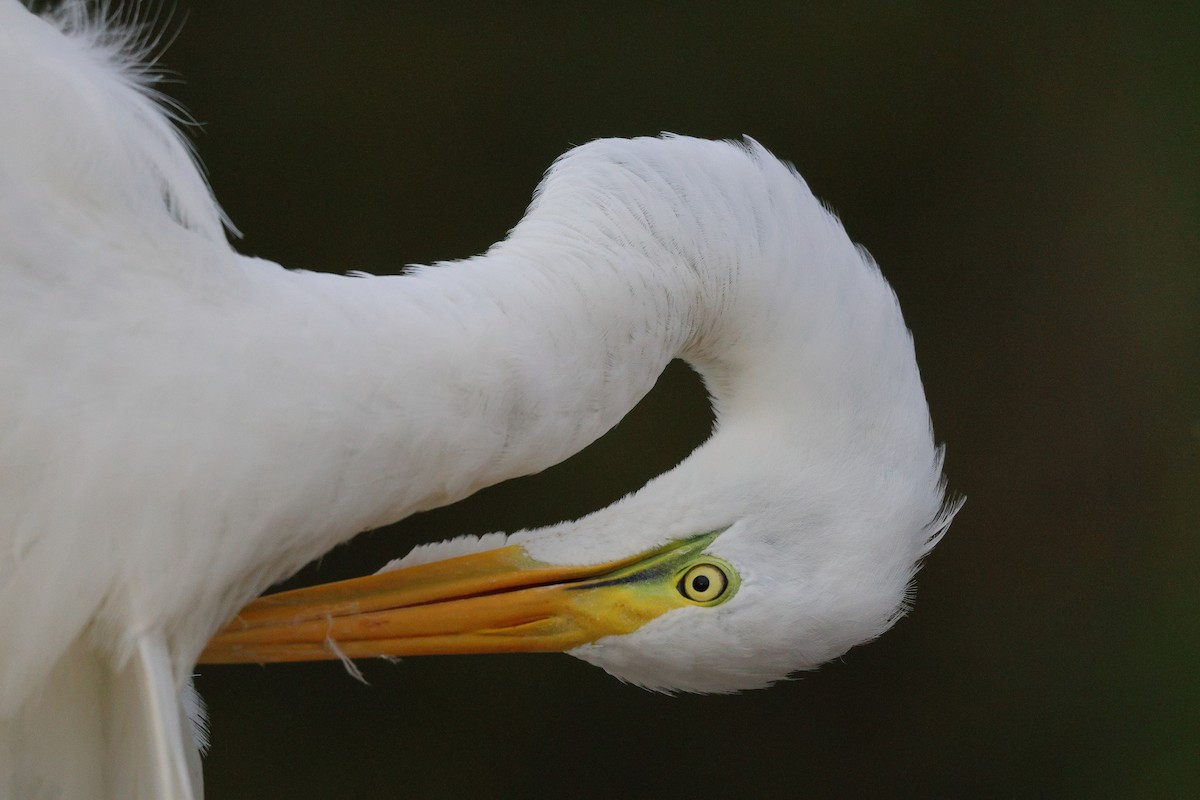 volavka bílá - ML645597632