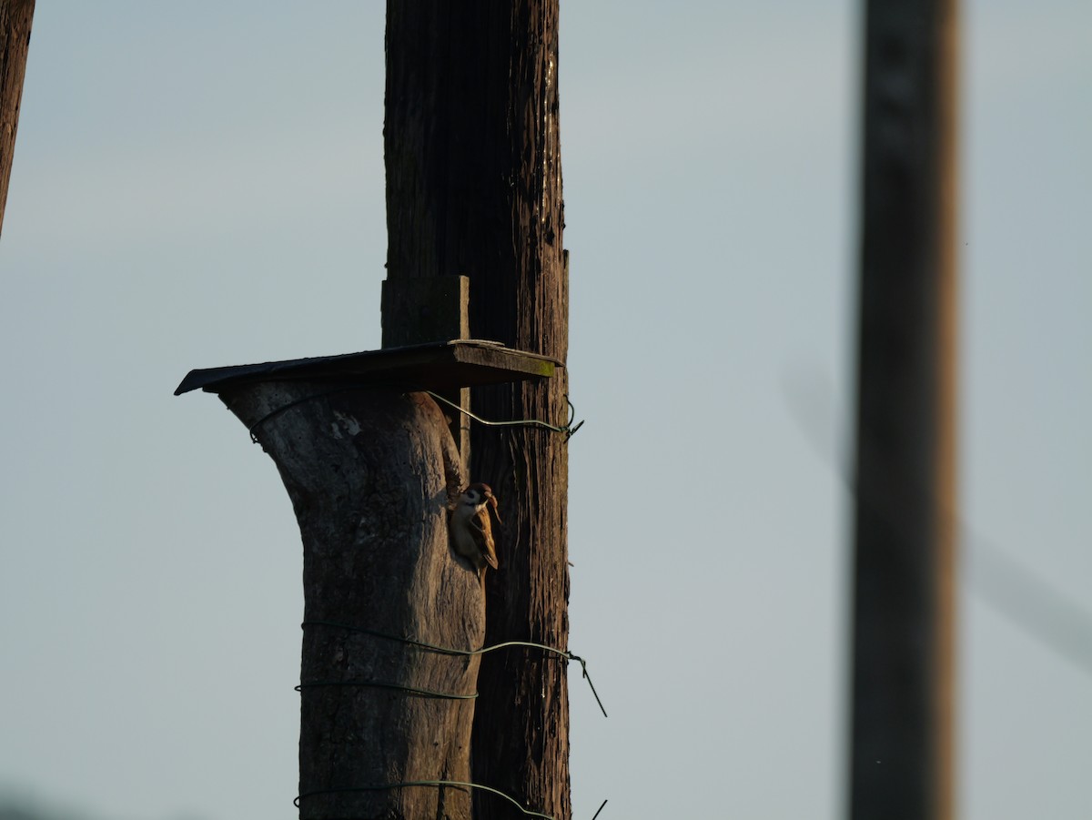 Ağaç Serçesi - ML645597637