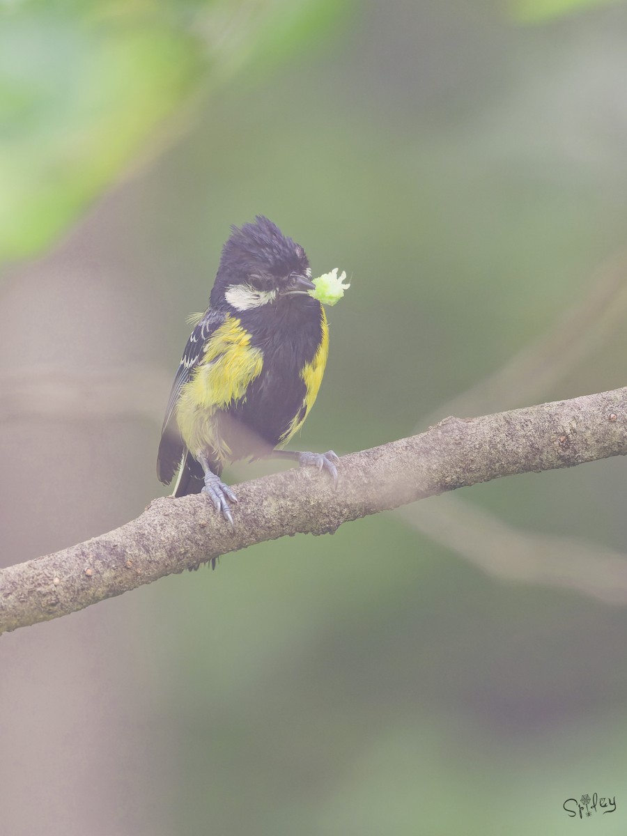 Green-backed Tit - ML645597644