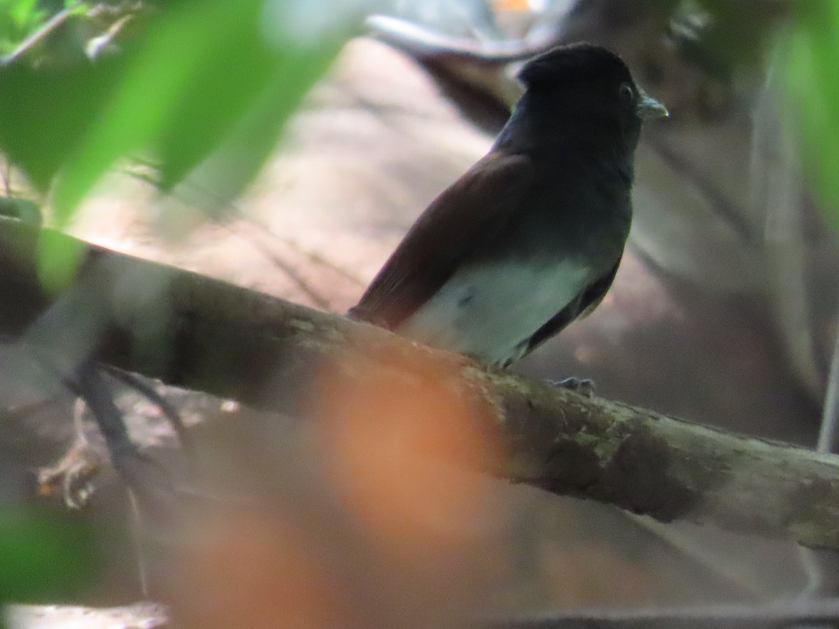 紫綬帶 - ML645597683