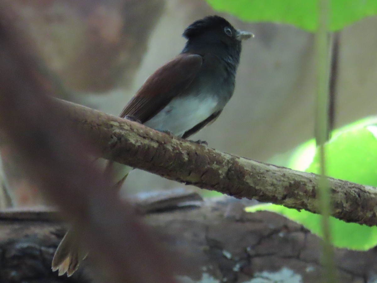 紫綬帶 - ML645597684