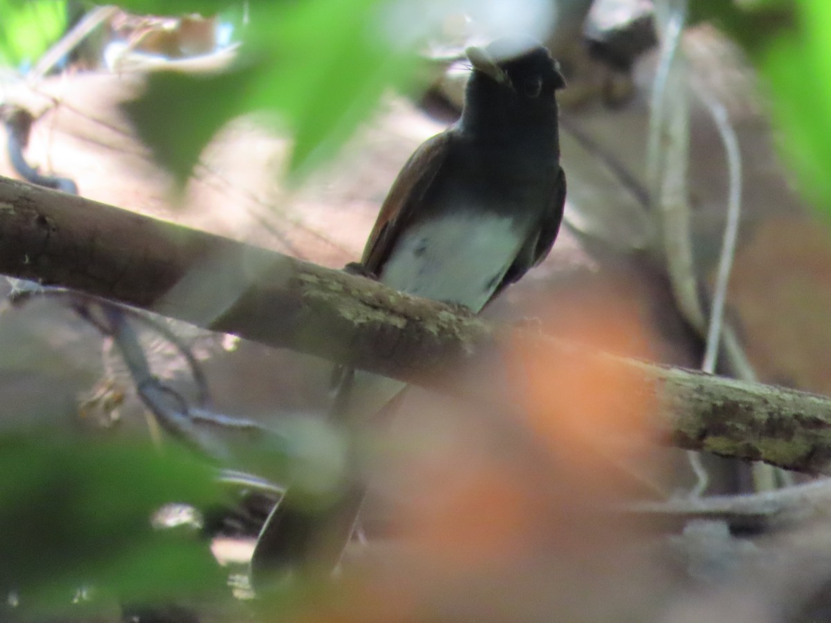 紫綬帶 - ML645597685