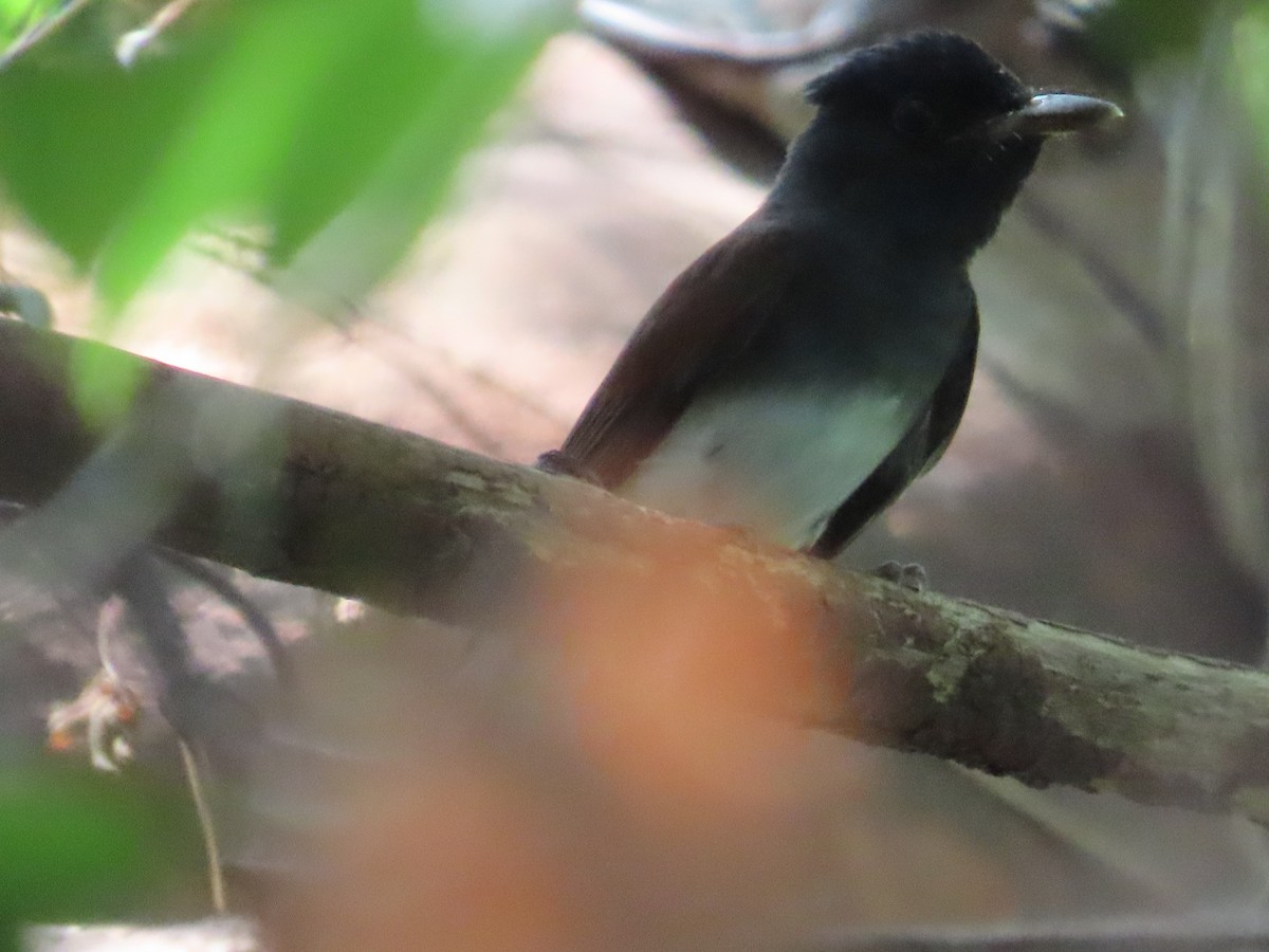 紫綬帶 - ML645597686